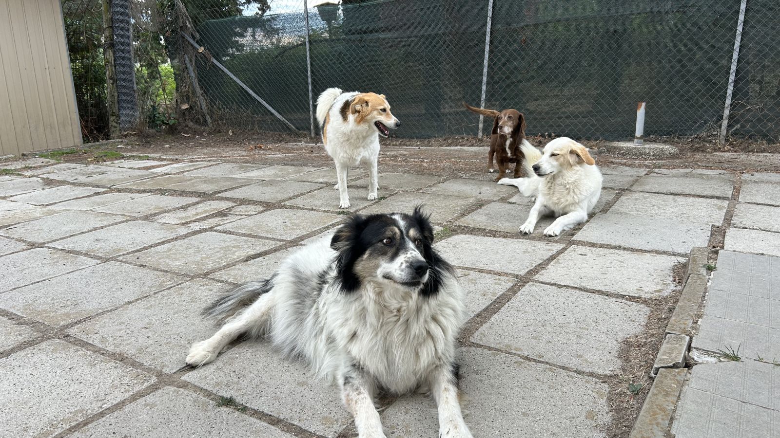 PICERNO (FI): PET THERAPY OPPORTUNITÀ ANCHE PER LA BASILICATA