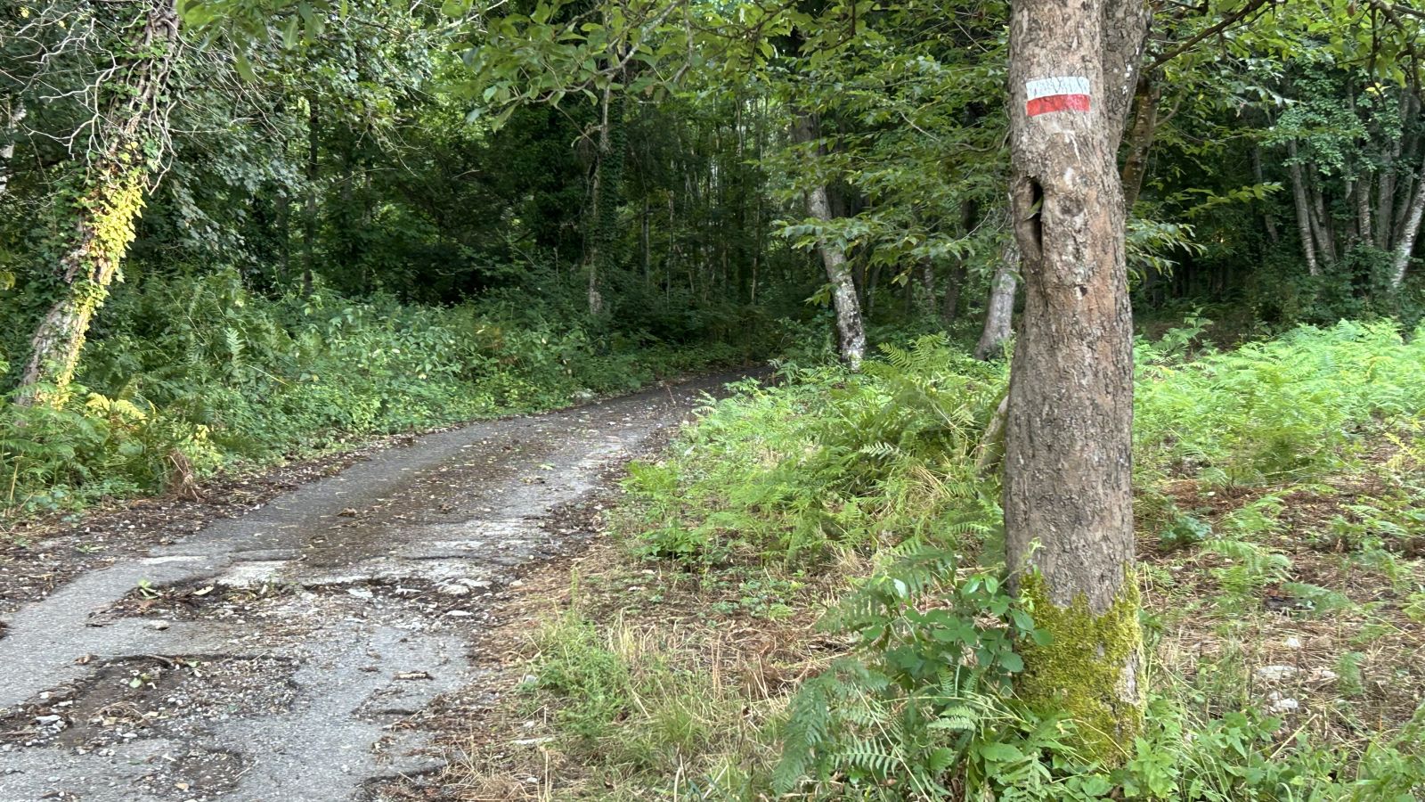 FORMAZIONE FORESTALE, LA REGIONE PUBBLICA DUE AVVISI