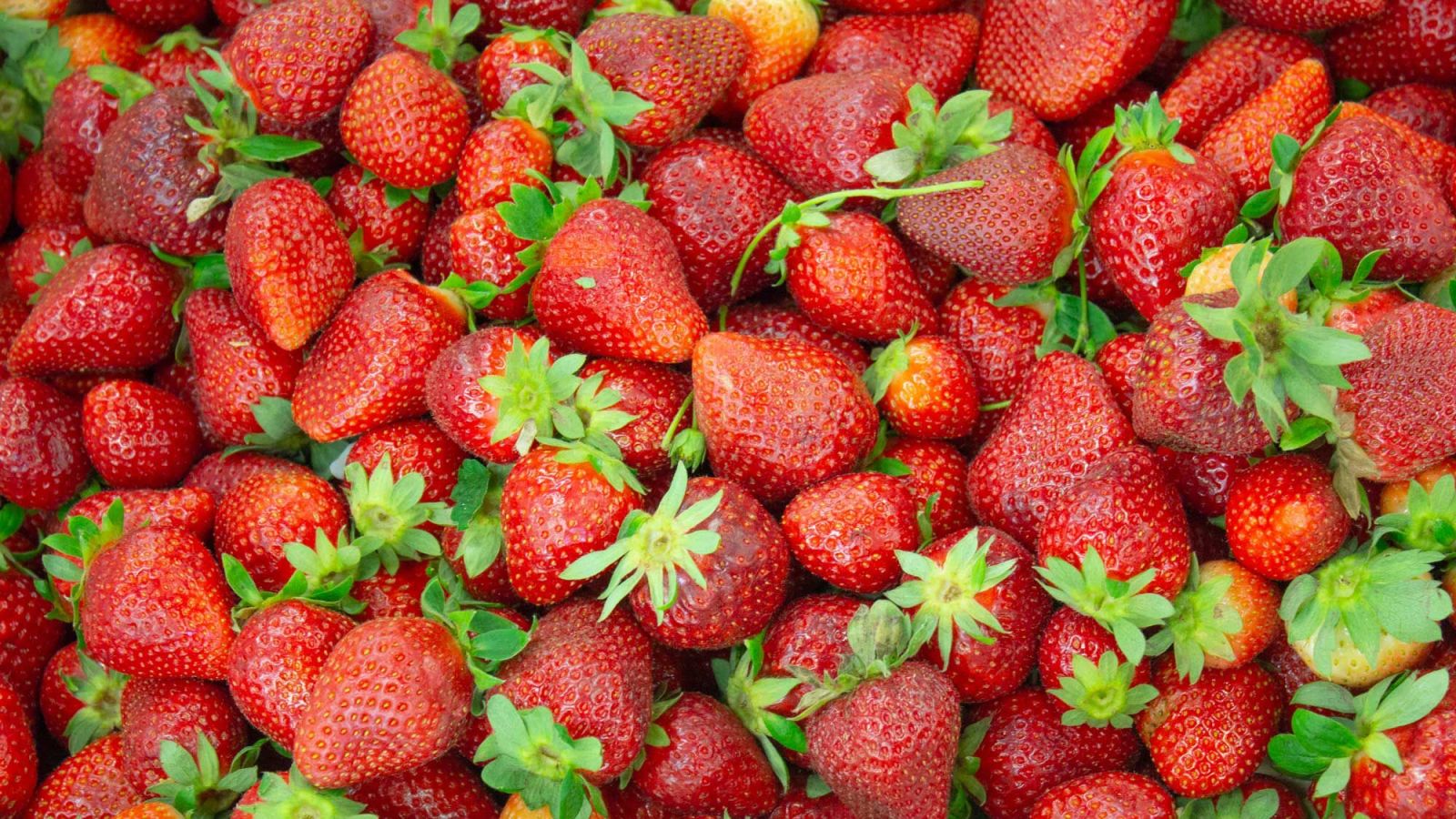 LA FRAGOLA DIVENTA IGP: IL COMMENTO DI COLDIRETTI BASILICATA