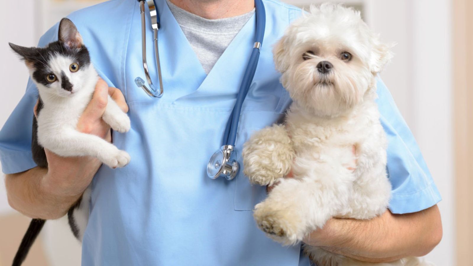 FORMARE PER SALVARE: A POTENZA NASCE &quot;SOS A 4 ZAMPE&quot;, PRIMO CORSO DI PRONTO SOCCORSO VETERINARIO 