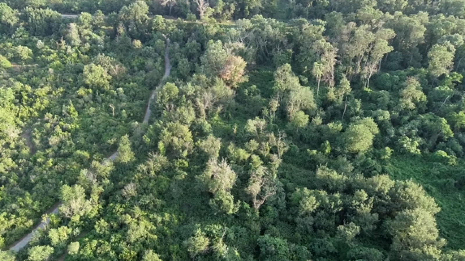 BOSCO PANTANO DI POLICORO: MAIURI SEGNALA CRITICITÀ NELLA DIRETTIVA HABITAT E NELLA GESTIONE DEI PROGETTI