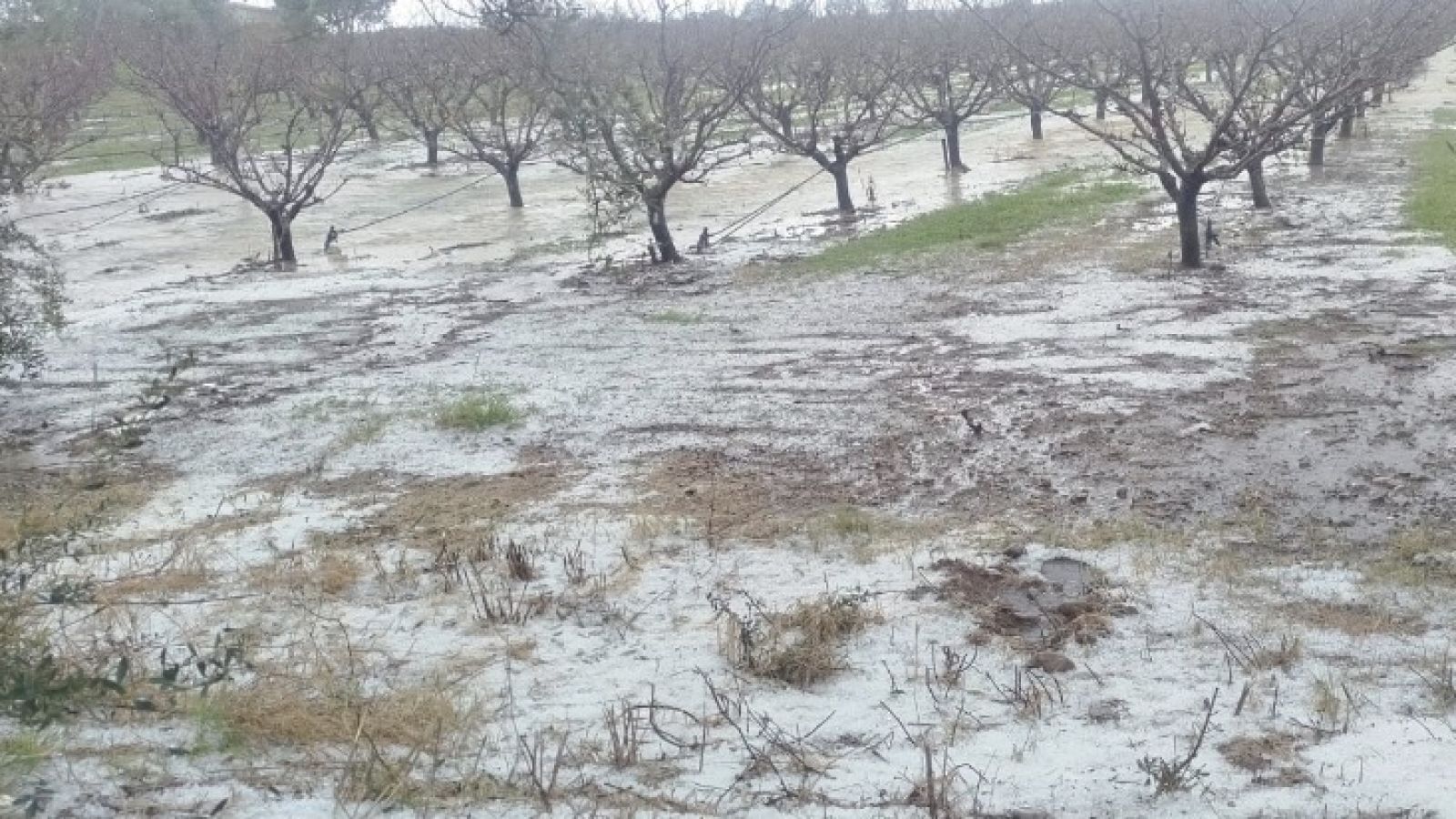 MALTEMPO: DANNI AL COMPARTO AGRICOLO DEL MATERANO