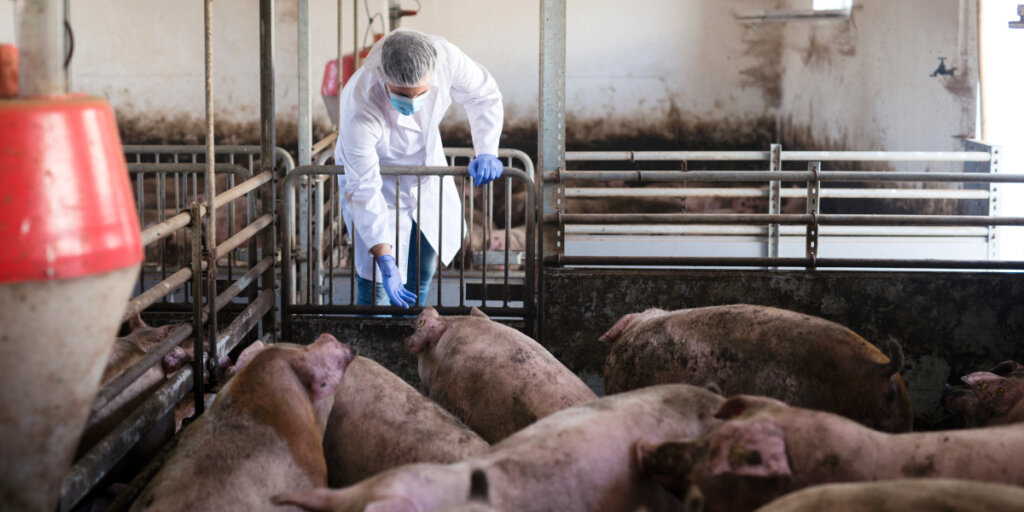 MISURE URGENTI CONTRO LA PESTE SUINA AFRICANA:  GLI INCENTIVI PER GLI INTERVENTI DI BIOSICUREZZA IN BASILICATA