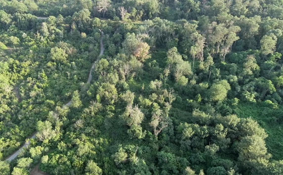 BOSCO PANTANO DI POLICORO: MAIURI SEGNALA CRITICITÀ NELLA DIRETTIVA HABITAT E NELLA GESTIONE DEI PROGETTI