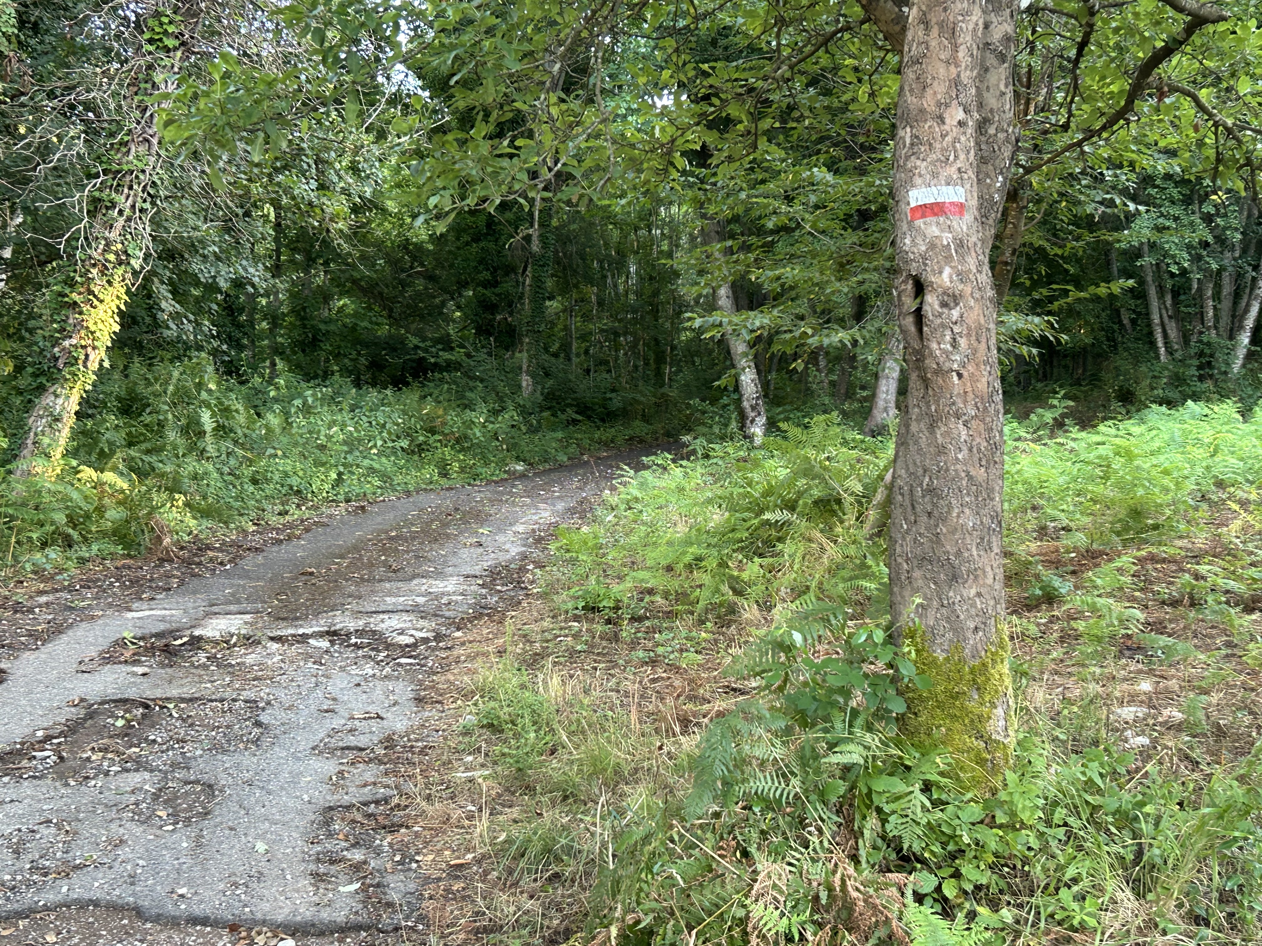 SOLIDARIETÀ DEI CONSIGLIERI REGIONALI DI CENTROSINISTRA AI LAVORATORI FORESTALI